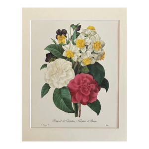 Vintage P. J. Redouté Print in 11x14 Mat - Camellias, Narcissus & Pansies, EUC