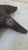 Late 20th Century Maitland-Smith Dark Patina Starfish Tabletop Sculpture For Sale In New York - Image 6 of 17