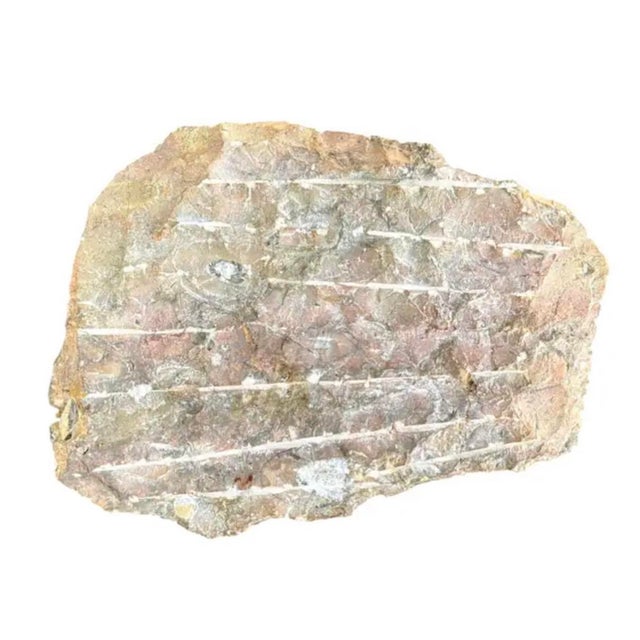 Ammonite and Orthoceras Fossil Plaque - Organic Modern Prehistoric Art For Sale - Image 9 of 10