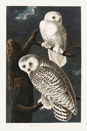 Snowy Owl, 1827 – John James Audubon Vintage Bird Art Print, 16" X 24"