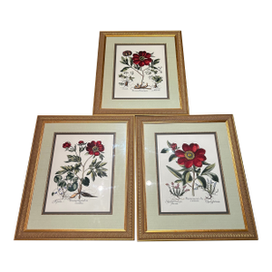 Set of 3 Large Botanical Prints of Red Paonia Flowers