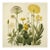 Vintage Botanical Garden Study No. 10 | Botanical Wall Art in Dark Green & Cream For Sale