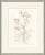 Helebore Study III Framed Art Print by Susan Hable For Sale