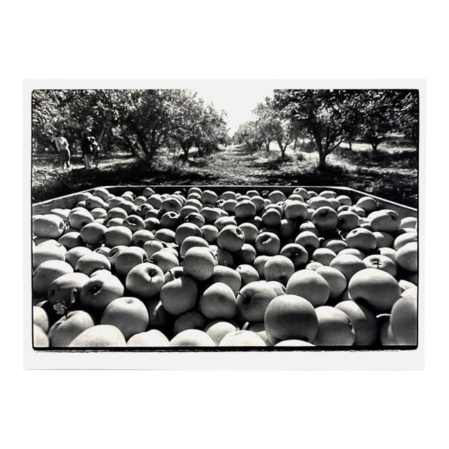1982 Apple Harvest Still Life Photograph by Barry Wong For Sale