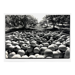 1982 Apple Harvest Still Life Photograph by Barry Wong