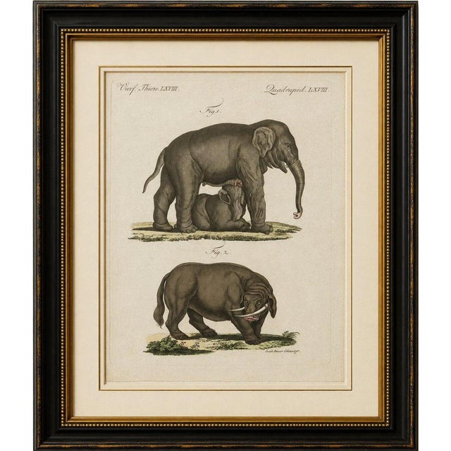 Original antique print of elephant and mysterious sukotyro by bertuch, c. 1800 original antique hand-colored copper...