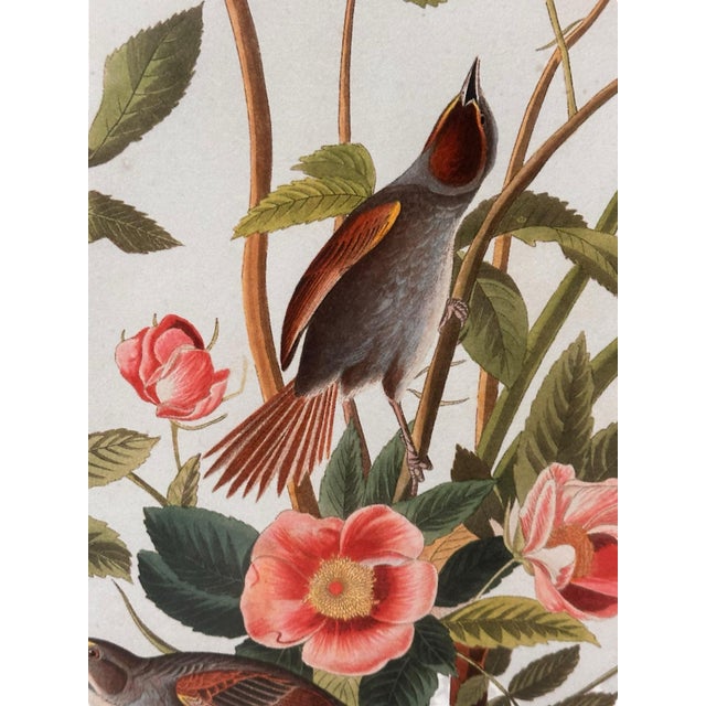 Wood Late 20th Century Pair of Framed Prints After John James Audubon - Seaside Finch and 261 Sandhill Crane For Sale - Image 7 of 11