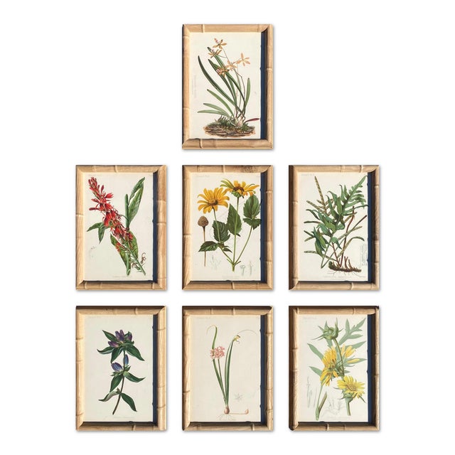 Taupe Framed Antique Chromolithographs Set of 7 From "Wild Flowers of America", Series II Volume Ii, L. Prang & Co., Boston (C. 1879) For Sale - Image 8 of 18