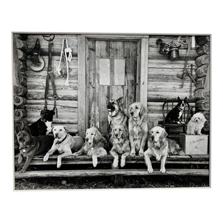 Signed Bruce Weber Original Photograph of Dogs on Lb Ranch For Sale