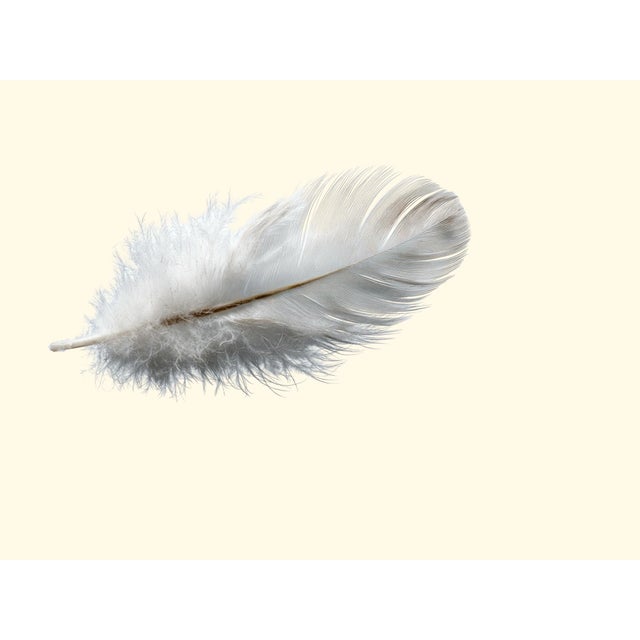 Four fine art prints of floating feathers on ivory color background. 8 x 10 each. Perfect to hang together. Set of four.