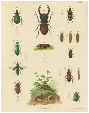 Large Antique Educational Poster of European Beetles and Larvae, 1880