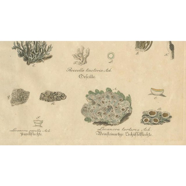Dye and Chemical Species, 1800s, Paper For Sale - Image 5 of 10