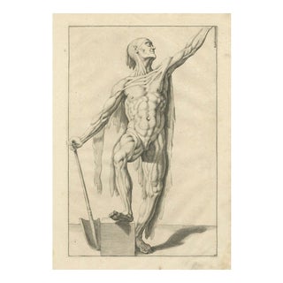 Anatomical Male Figure Study with Raised Arm, 1745, Paper For Sale