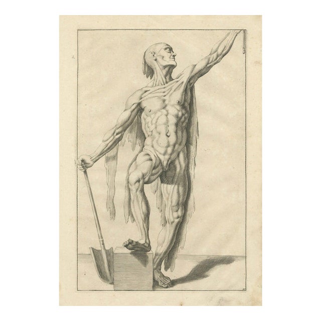 Anatomical Male Figure Study with Raised Arm, 1745, Paper For Sale