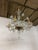 Beautiful and large ( ø 75 cm ) 6 arm, clear art glass Baroque style chandelier. In the manner of Barovier and Toso Italy....