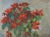 Poinsettia 25, Adela Smith Lintelmann, Painting For Sale - Image 4 of 4