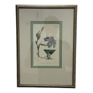 William Curtis "Chinese Iris" Botanical Print, Framed For Sale
