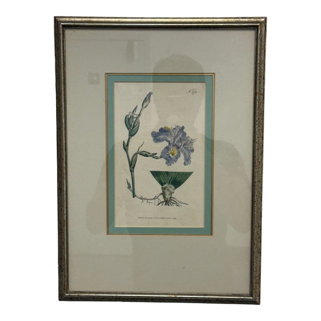 William Curtis "Chinese Iris" Botanical Print, Framed For Sale