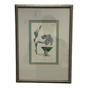 William Curtis "Chinese Iris" Botanical Print, Framed