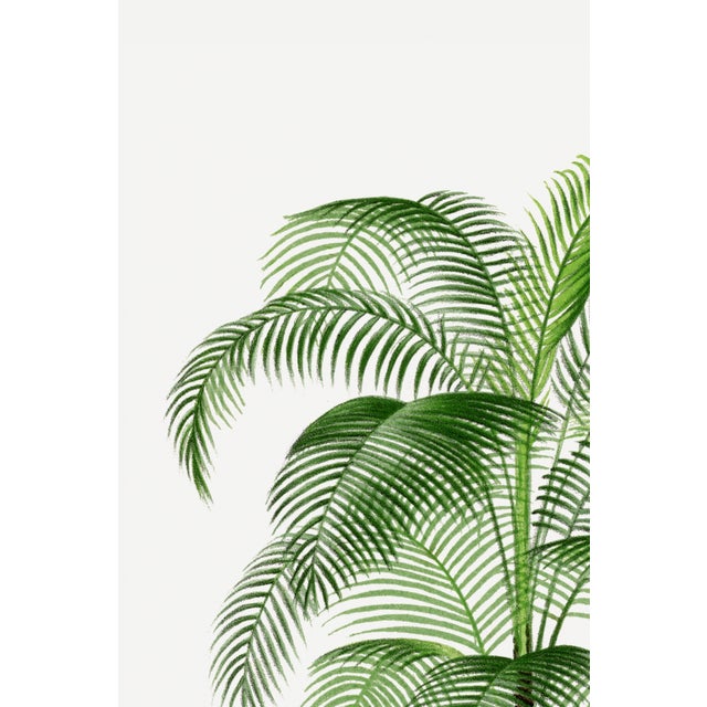 Paper Tropical Palm Study, Vintage Botanical Art Print Reproduction, 24" X 36" For Sale - Image 7 of 10