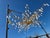 Mid-Century Modern Rock Crystal Organic Branch Style Chandelier With Gold Finish and Adjustable Height For Sale - Image 3 of 14