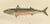 Late 19th Century Armored Bullhead, 1895, Paper For Sale - Image 5 of 10