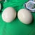 1970s Large Pair of Authentic Ostrich Eggs For Sale - Image 5 of 9