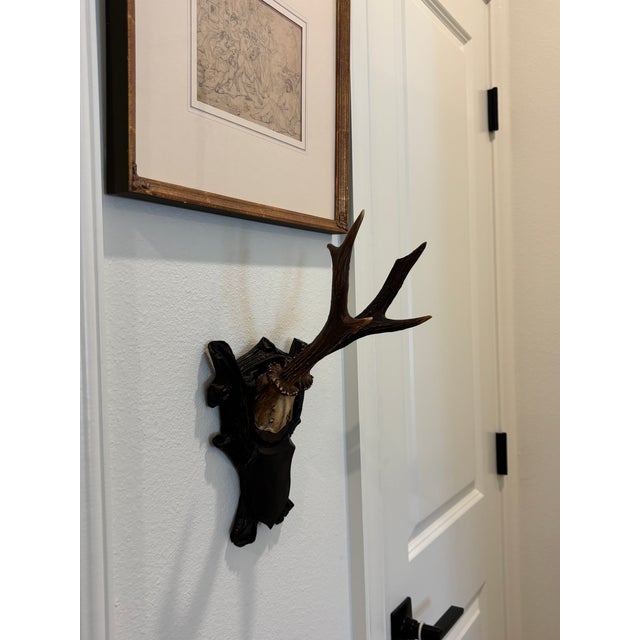 Antique Black Forest Roe Deer Trophy Antler Mount For Sale - Image 10 of 11