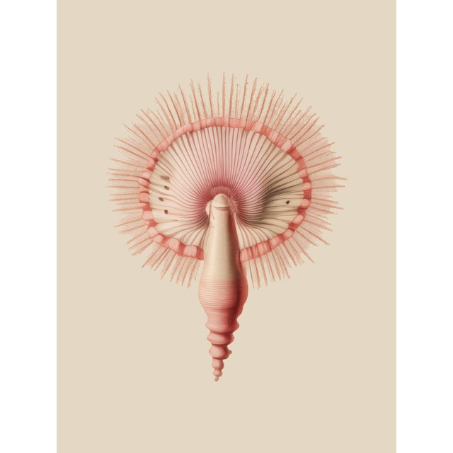 Pink Set of 12 – Sea Forms | Sea Shells Natural History Fine Art Prints | Unframed For Sale - Image 8 of 14