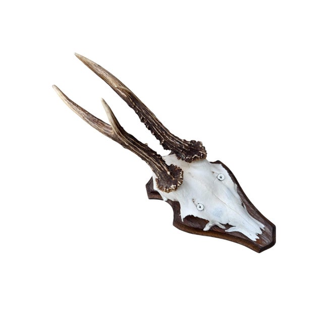 Cabin Roe Deer Trophy 155 Black Forest Antlers For Sale - Image 3 of 5