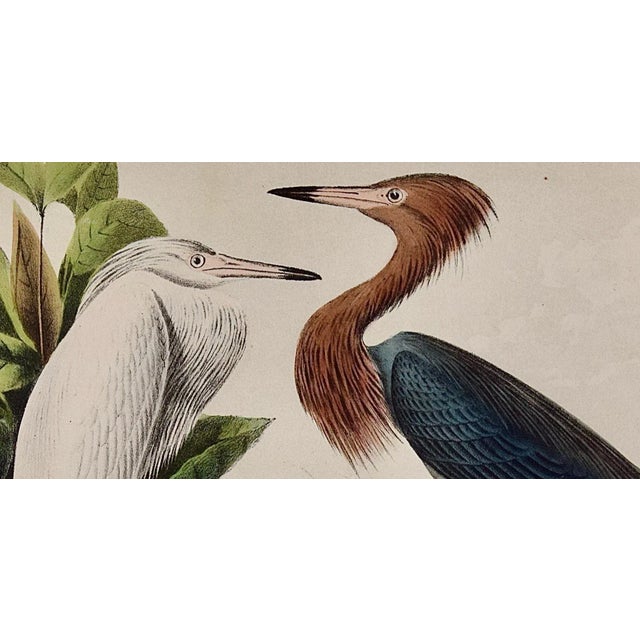 Realism Reddish Egrets, Adult & Young: An Original Audubon Hand-Colored Bird Lithograph, 1870 For Sale - Image 3 of 5