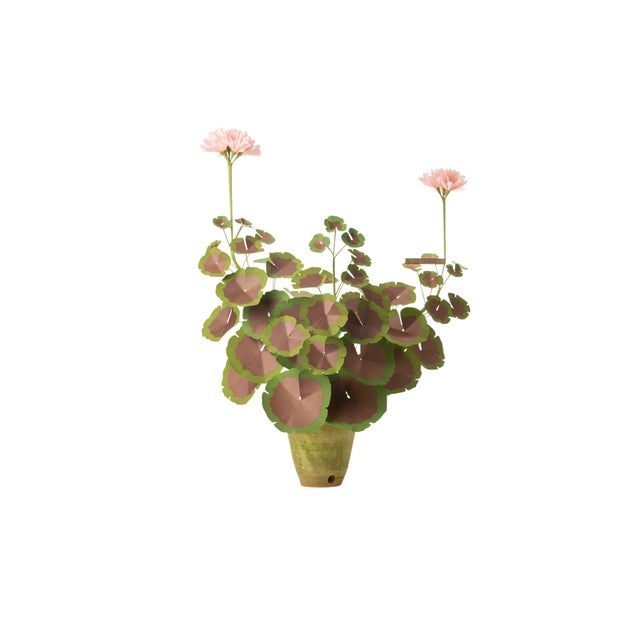 Traditional The Green Vase Geranium Plant in Blush with Burnt Umber Leaves For Sale - Image 3 of 3