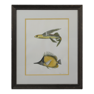 Framed Vintage Flying Fish & Tropical Fish Illustration