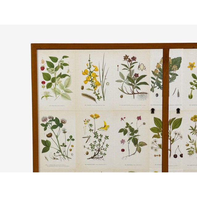 Wood Swedish Modern, Nordens Flora Cabinet, Brass, Floral Lithographs, Sweden, 1930s For Sale - Image 7 of 11