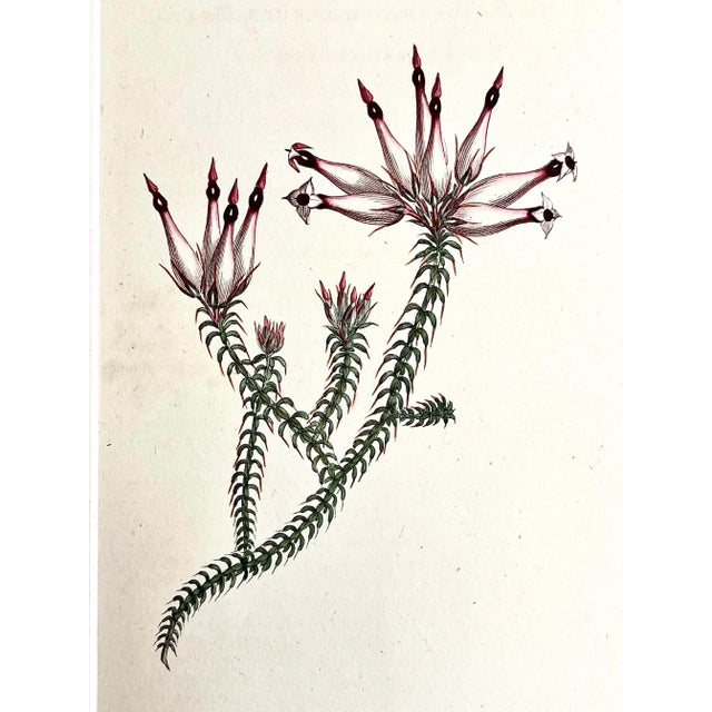 Antique Original Hand Colored Curtis Floral Botanical Etching C. 1797 For Sale In New York - Image 6 of 6