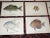 1900 - 1909 Authentic Antique 19th Century Saltwater Tropical Fish Lithographs - Set of 10 For Sale - Image 5 of 7