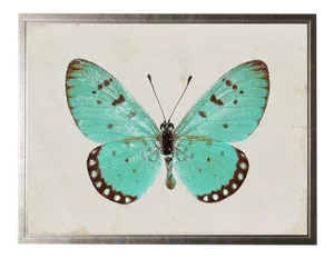 Turquoise Butterfly