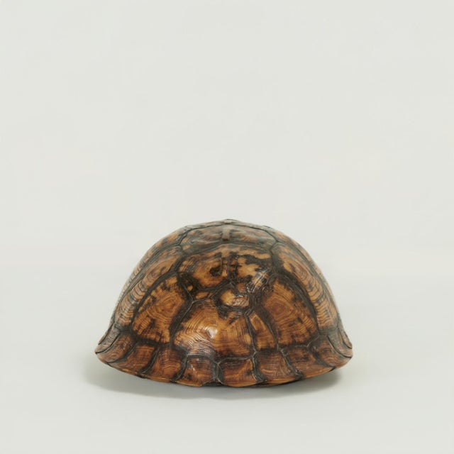 Antique Petite Box Turtle Shell For Sale In West Palm - Image 6 of 13