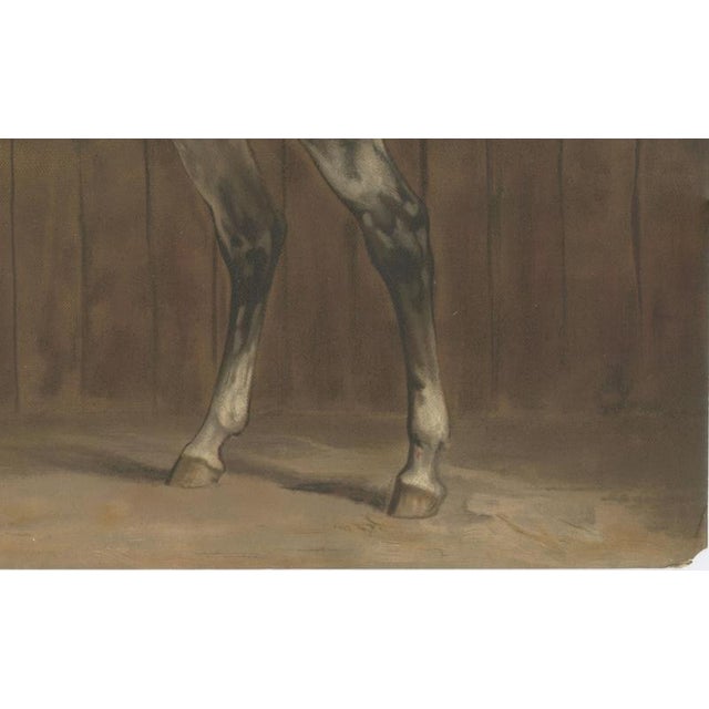 After Otto Eerelman, Lipizzaner Horse Portrait, 1898, Lithograph on Paper For Sale - Image 5 of 11