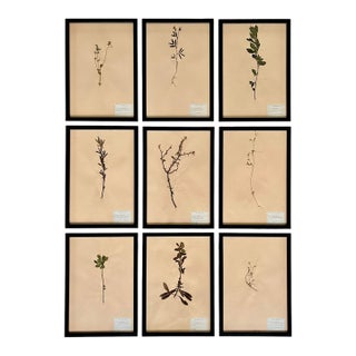 1965 French Herbarium Botanical Specimens – Set of 9 Custom Framed Pressed Botanicals For Sale