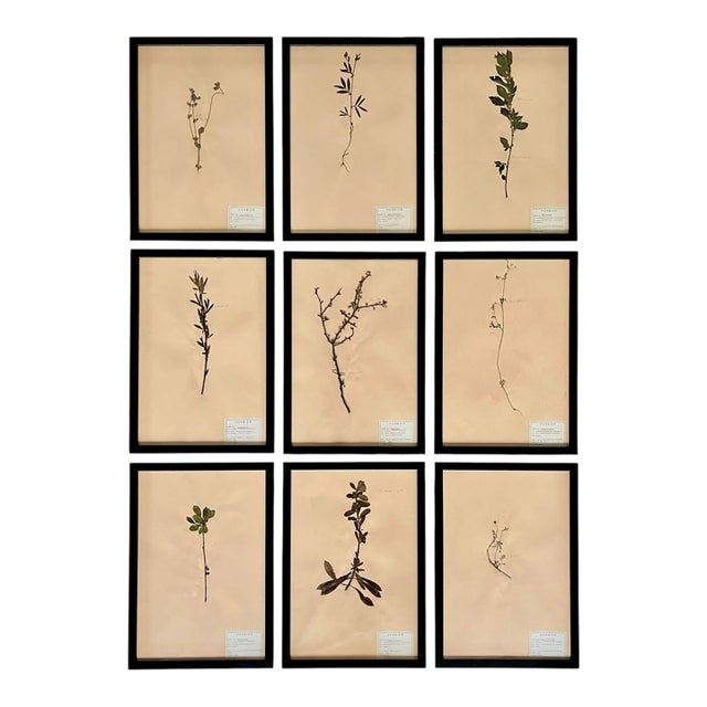 1965 French Herbarium Botanical Specimens – Set of 9 Custom Framed Pressed Botanicals For Sale