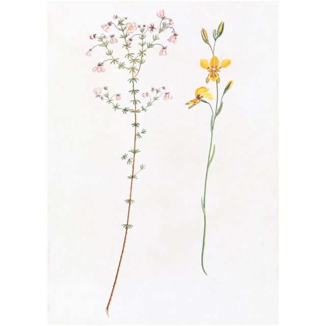 Celerie Kemble Curated Australian Botanical Diptych (36x48) in White Frame For Sale - Image 4 of 6