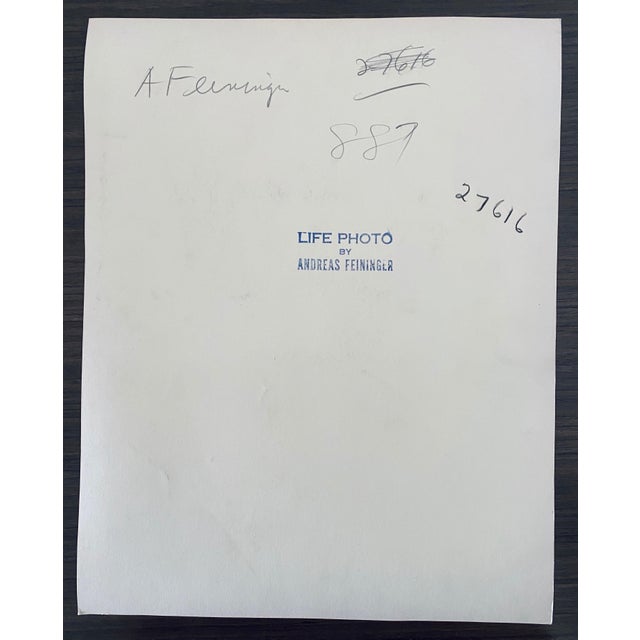 Andreas Feininger Andreas Feininger, American Photographer Nature Silver Gelatin Vintage Print For Sale - Image 4 of 5