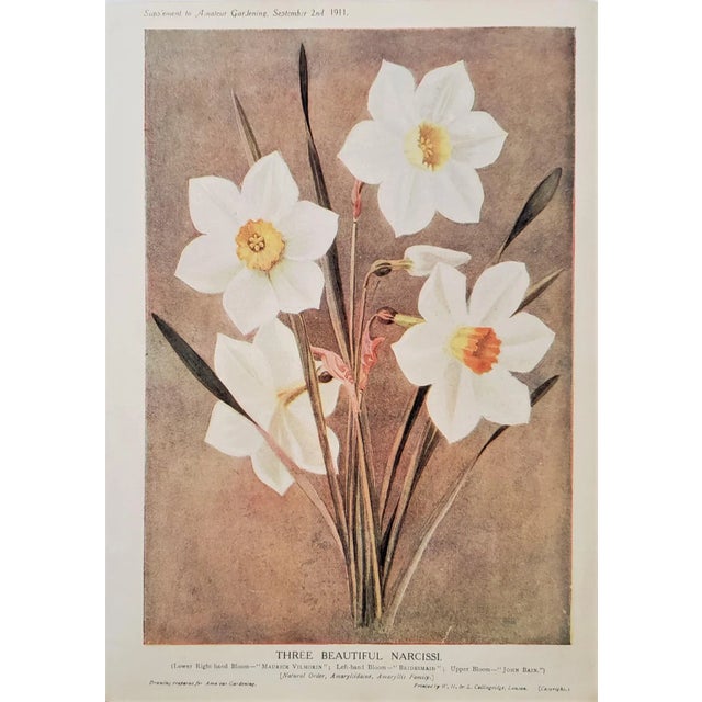 This is a beauty! It is an antique botanical chromolithograph that was a supplement to the 1911 Amateur Gardening Journal...