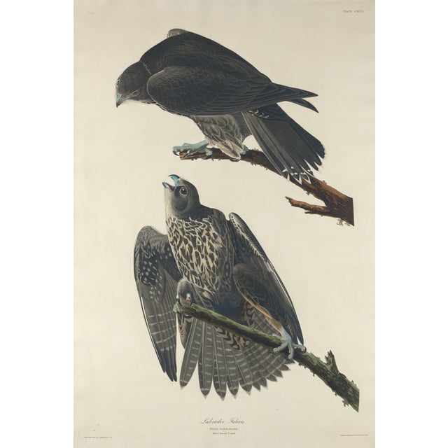 Forest Green Vintage John James Audubon Reproduction Prints —Grouse, Shrike, Finch, Titmouse, Wren, Falcon, Crossbill and Warbler - Collection of 4 For Sale - Image 8 of 9