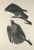 Forest Green Vintage John James Audubon Reproduction Prints —Grouse, Shrike, Finch, Titmouse, Wren, Falcon, Crossbill and Warbler - Collection of 4 For Sale - Image 8 of 9