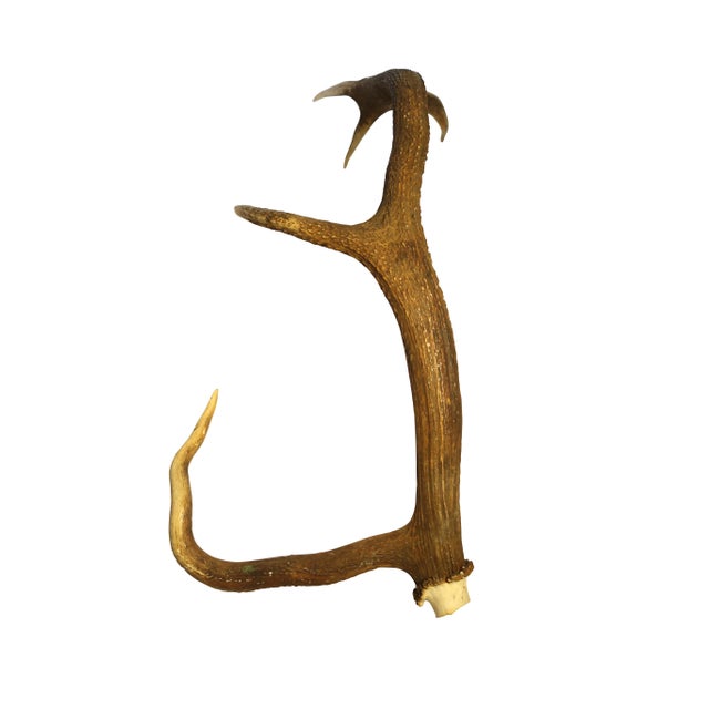 European Collection of Elk and Moose Antlers - Set of 9 For Sale - Image 4 of 18