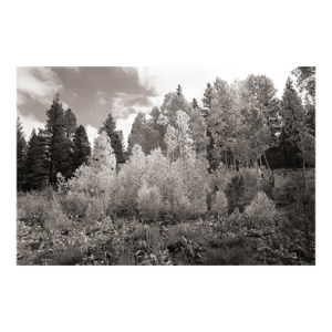 Fall Landscape Digital Archival Print "Aspen #1" by Jacques Gael Cressaty 2025