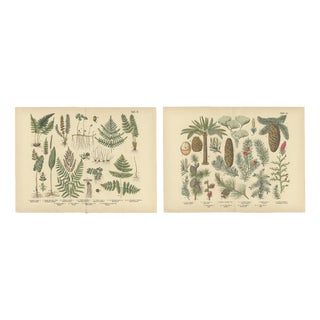 Ferns & Conifers, 1885, Paper, Set of 2 For Sale