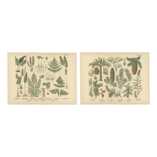 Ferns & Conifers, 1885, Paper, Set of 2 For Sale